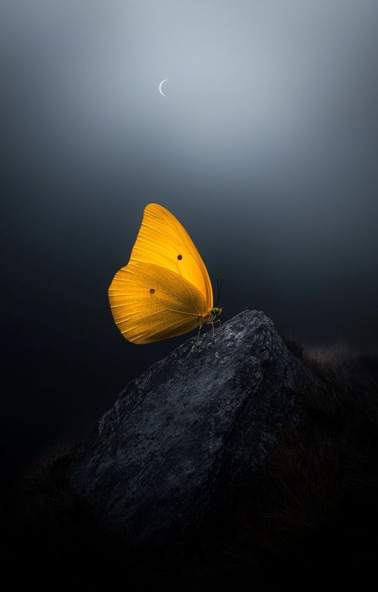 butterfly